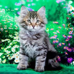 Siberian NOV Darvin