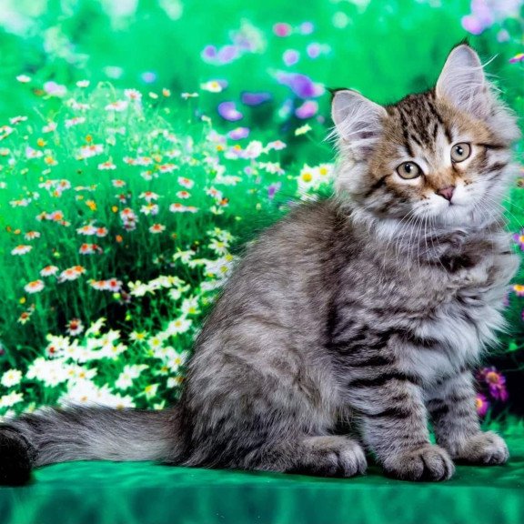 Siberian NOV Darvin