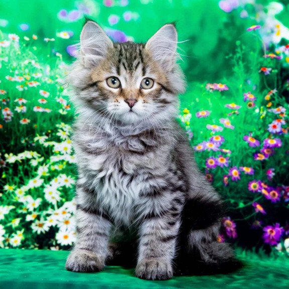 Siberian NOV Darvin