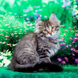 Siberian NOV Darvin