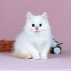 Siberian NOV Jin