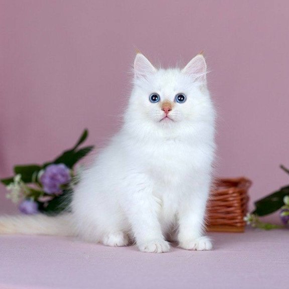 Siberian NOV Jin