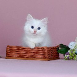 Siberian NOV Jamal