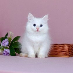 Siberian NOV Jamal