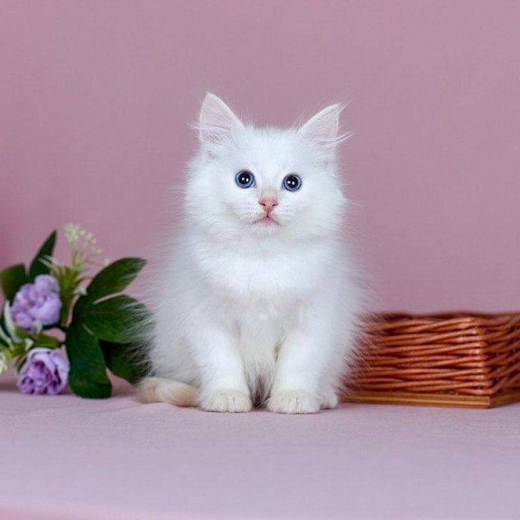 Siberian NOV Jamal