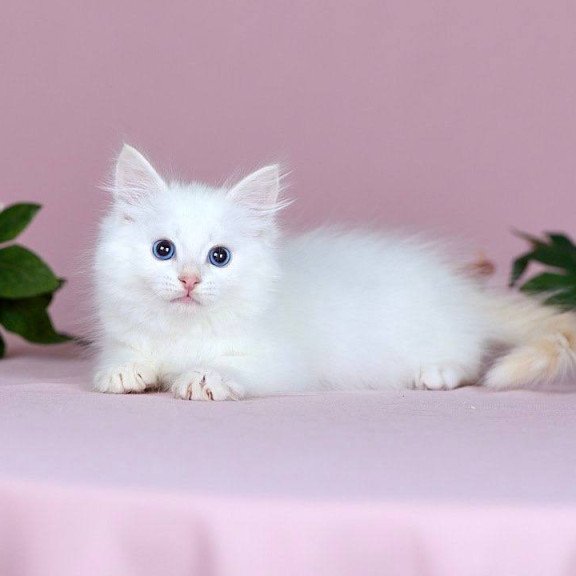 Siberian NOV Jamal