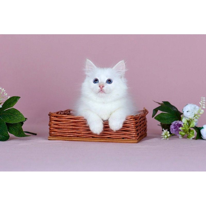 Siberian NOV Jamal