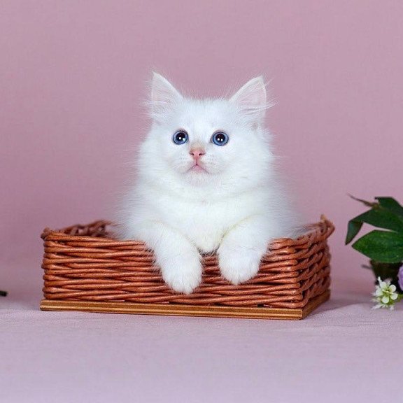 Siberian NOV Jamal
