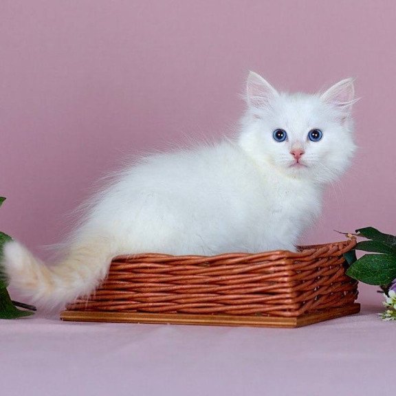 Siberian NOV Jamal