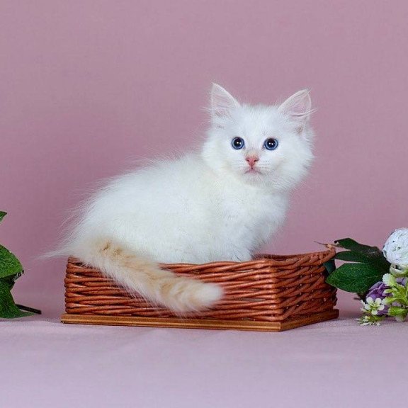 Siberian NOV Jamal