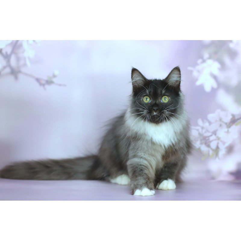 Siberian NOV Elsa