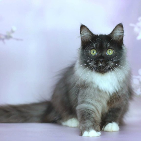 Siberian NOV Elsa