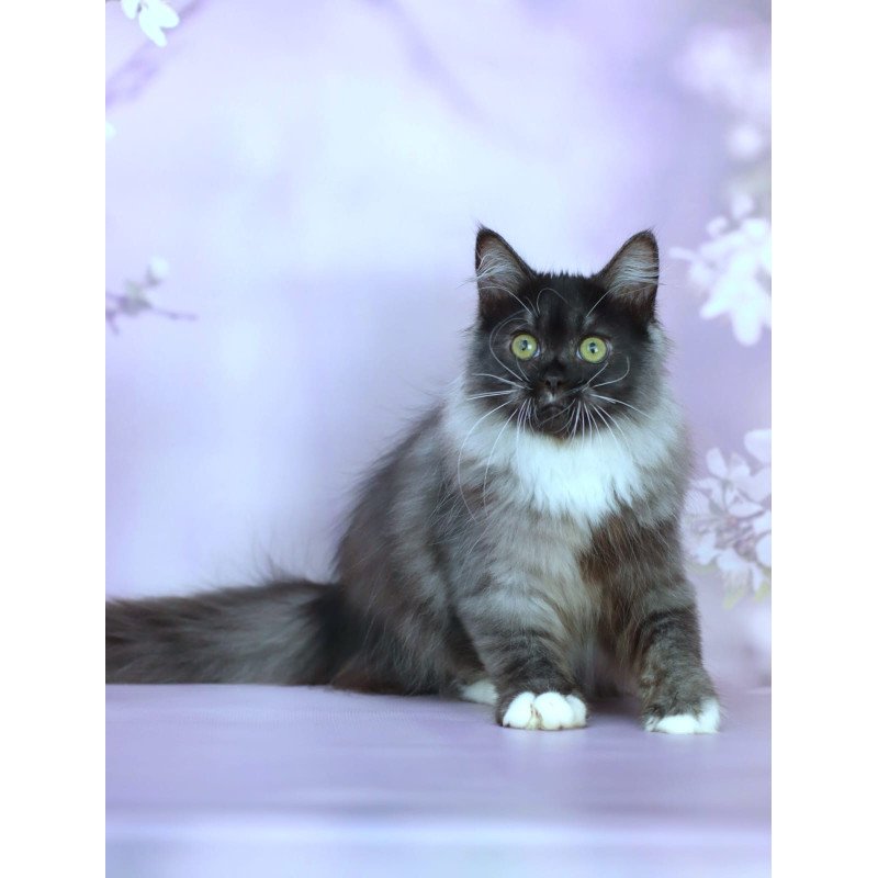 Siberian NOV Elsa