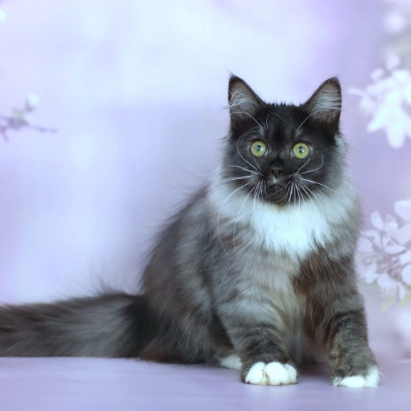 Siberian NOV Elsa