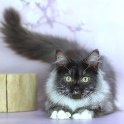 Siberian NOV Elsa