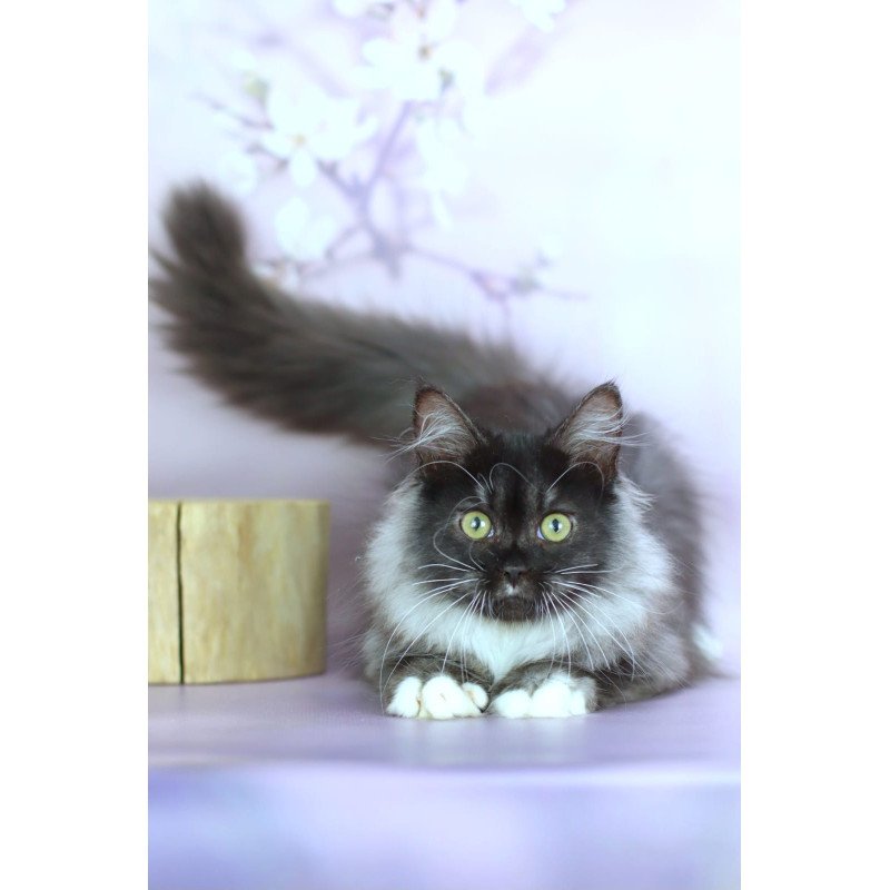 Siberian NOV Elsa