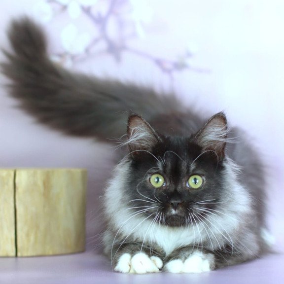 Siberian NOV Elsa