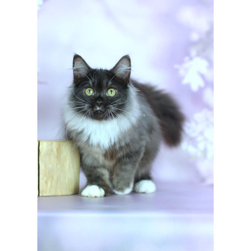 Siberian NOV Elsa