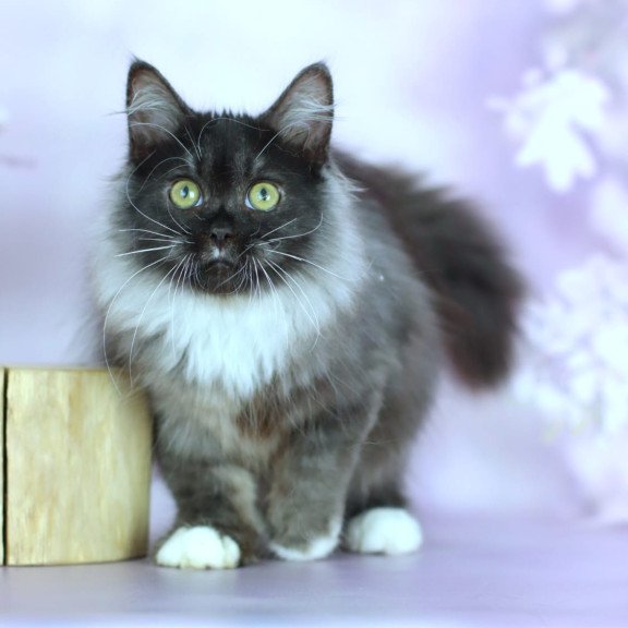 Siberian NOV Elsa