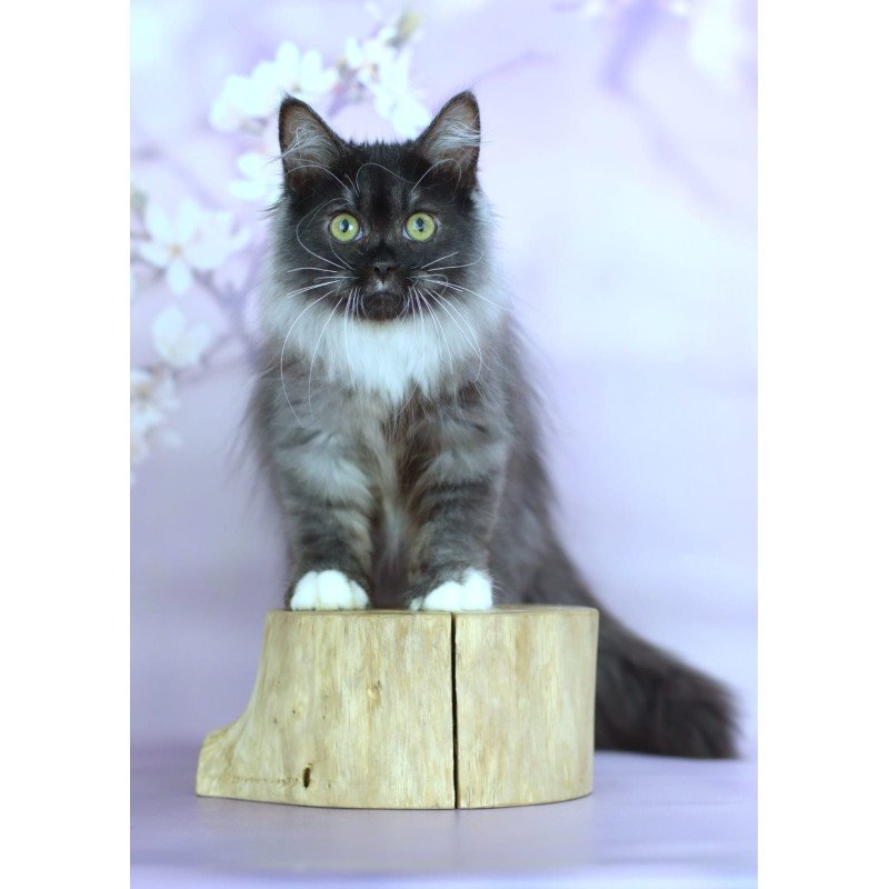 Siberian NOV Elsa