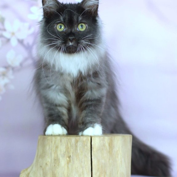 Siberian NOV Elsa