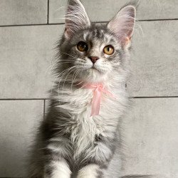 Maine Coon EZ Tartu Polydactyl