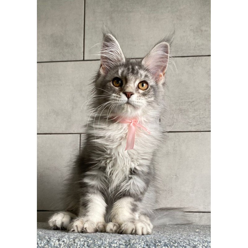 Maine Coon EZ Tartu Polydactyl