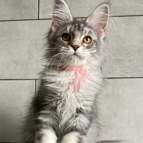 Maine Coon EZ Tartu Polydactyl