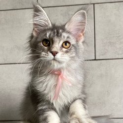 Maine Coon EZ Tartu Polydactyl