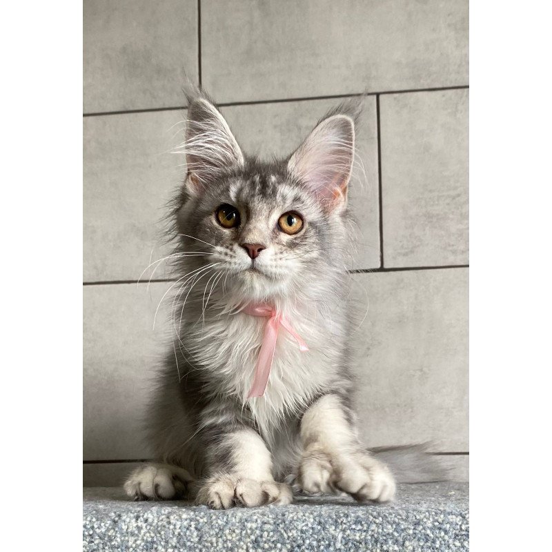 Maine Coon EZ Tartu Polydactyl