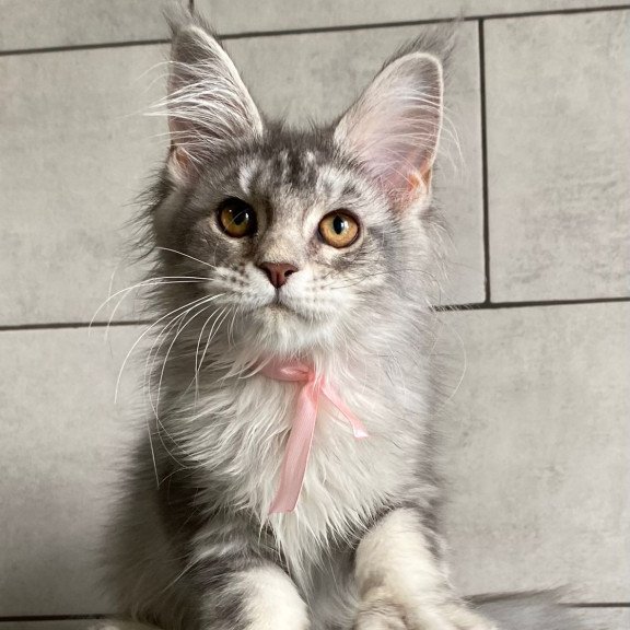 Maine Coon EZ Tartu Polydactyl