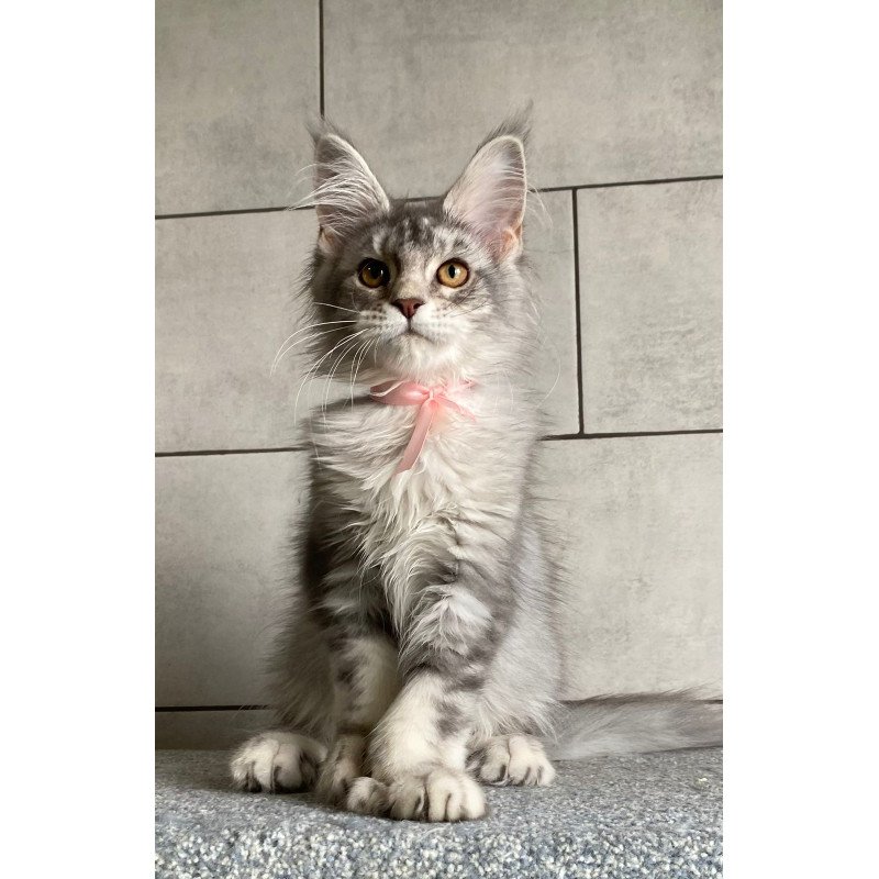 Maine Coon EZ Tartu Polydactyl