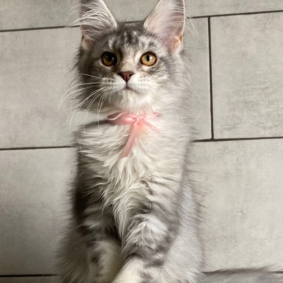 Maine Coon EZ Tartu Polydactyl