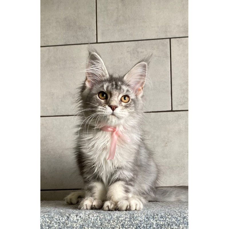 Maine Coon EZ Tartu Polydactyl