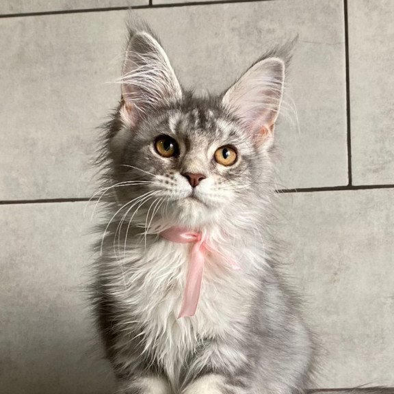 Maine Coon EZ Tartu Polydactyl