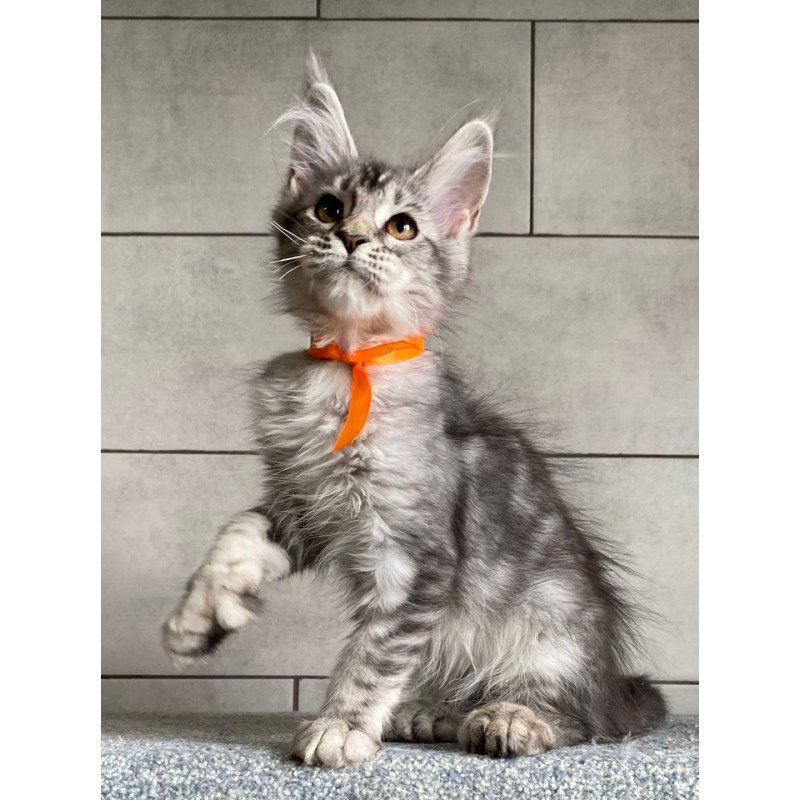 Maine Coon EZ Ulksa Polydactyl