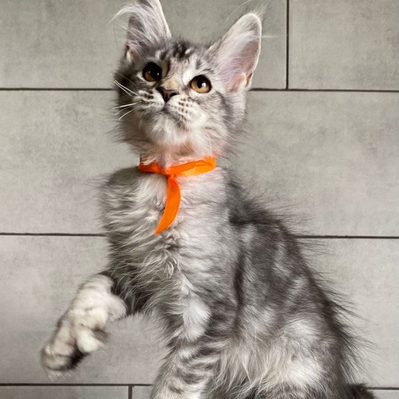 Maine Coon EZ Ulksa Polydactyl