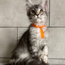 Maine Coon EZ Ulksa Polydactyl