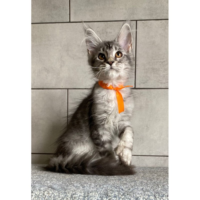 Maine Coon EZ Ulksa Polydactyl