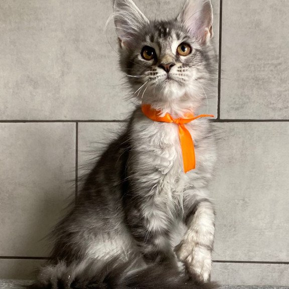 Maine Coon EZ Ulksa Polydactyl