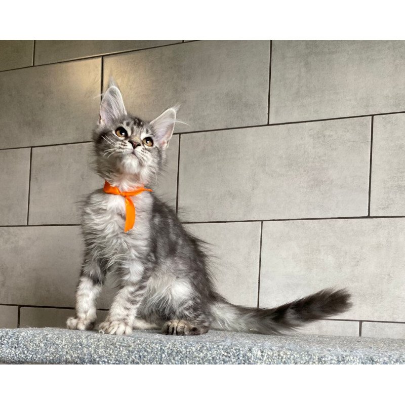 Maine Coon EZ Ulksa Polydactyl