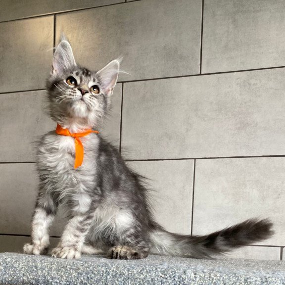 Maine Coon EZ Ulksa Polydactyl