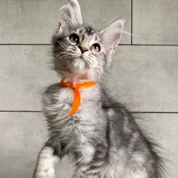 Maine Coon EZ Ulksa Polydactyl
