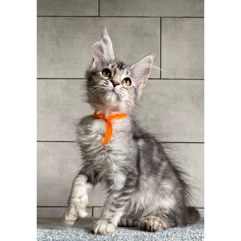 Maine Coon EZ Ulksa Polydactyl
