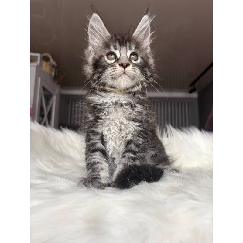 Maine Coon EZ Yasmin