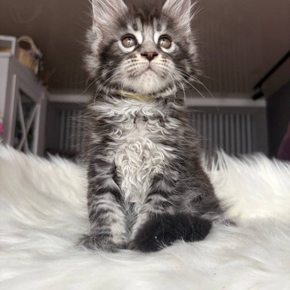 Maine Coon EZ Yasmin
