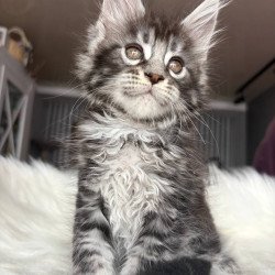 Maine Coon EZ Yasmin