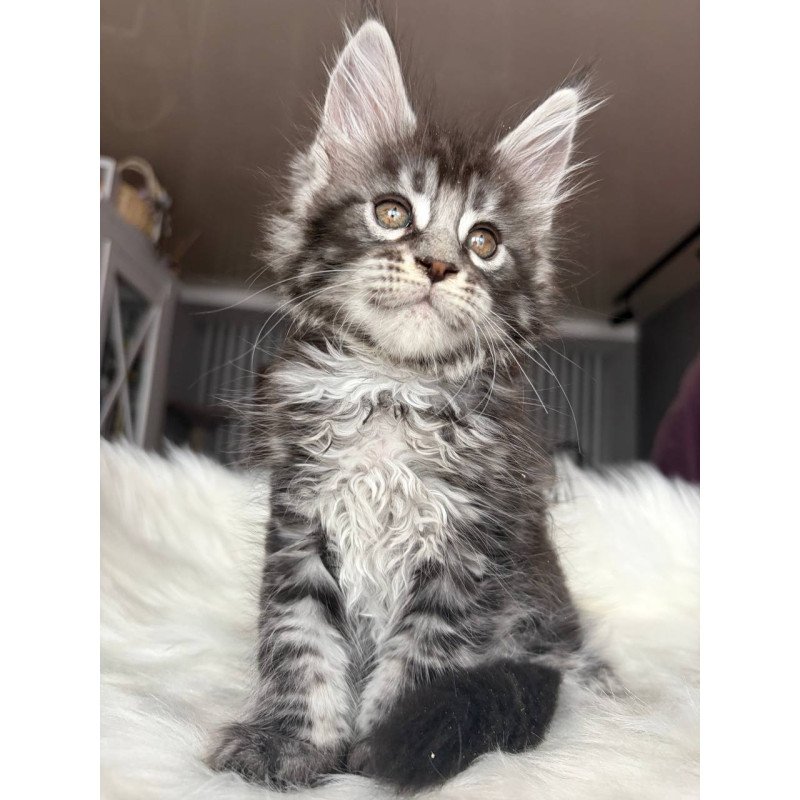 Maine Coon EZ Yasmin