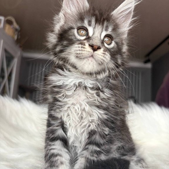 Maine Coon EZ Yasmin