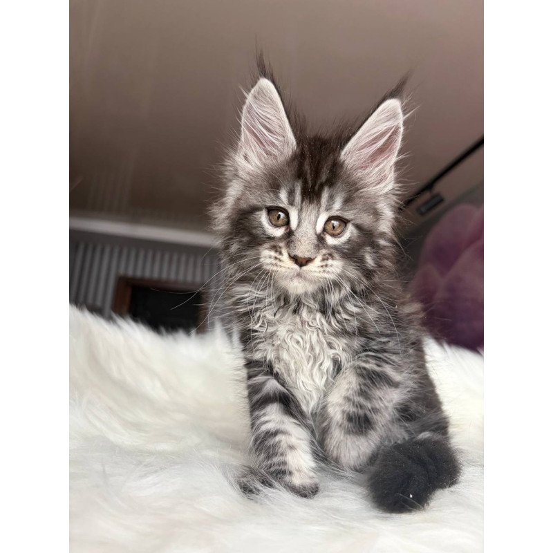 Maine Coon EZ Yasmin